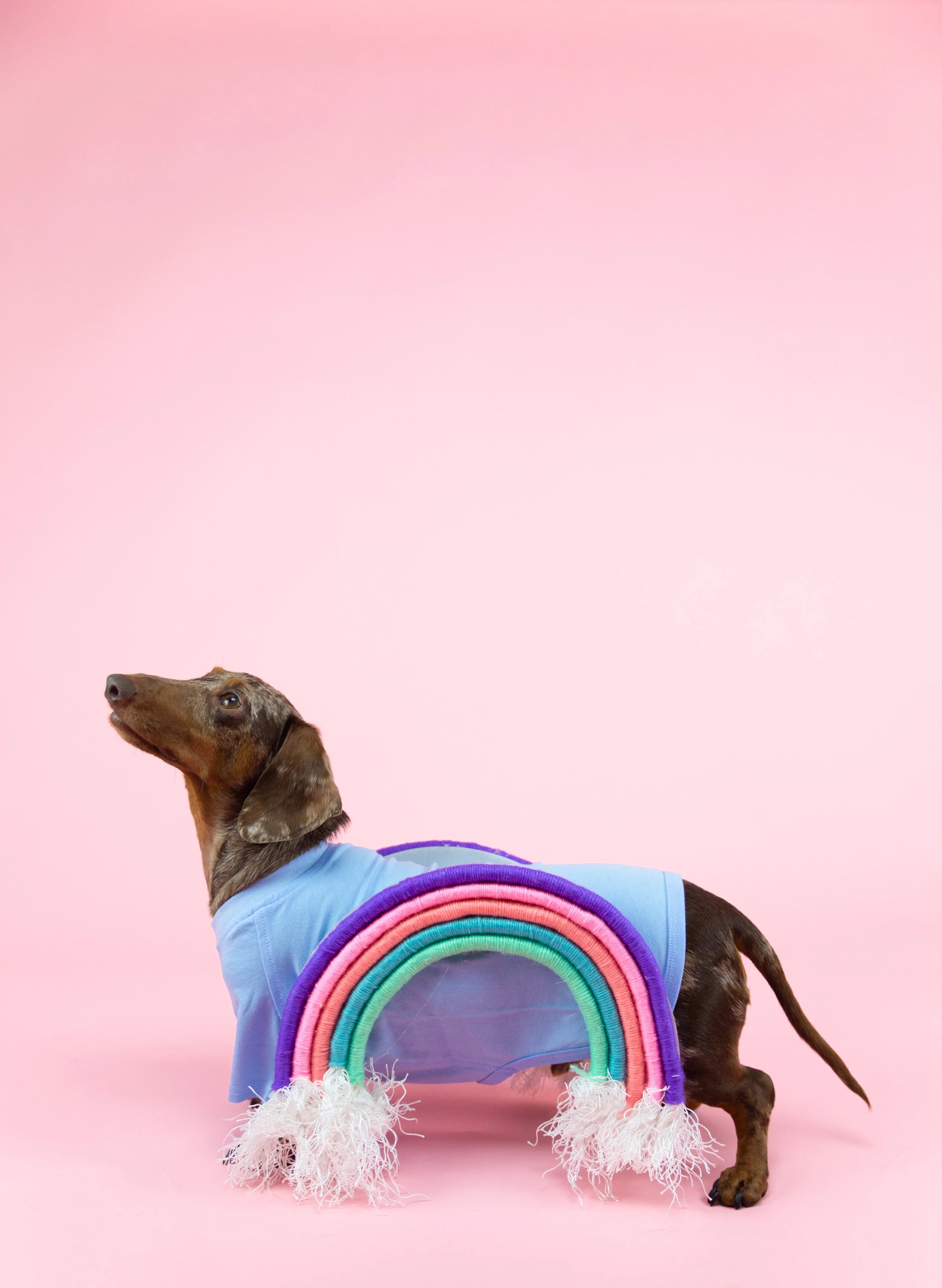 Rainbow DIY Dog Halloween Costume